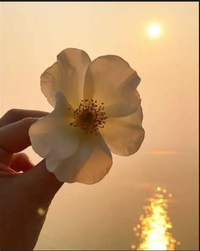 Trishla Jaiswal